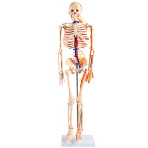 85cm Human skeleton model with heart and blood vessel